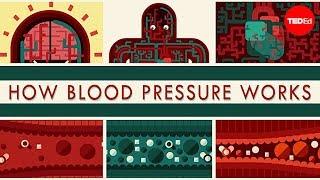 How blood pressure works - Wilfred Manzano [19663de48]