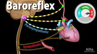 Baroreflex Regulation of Blood Pressure, Animation. [1e8b76dbe]