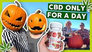 BEST TASTING CBD GUMMIES 