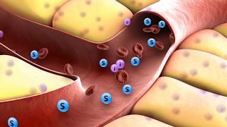 How insulin works [f37bf61f9]